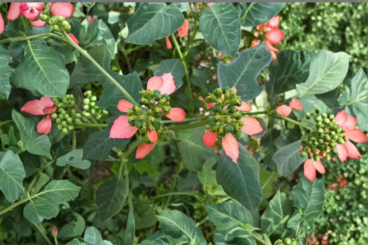 Fire on the Mountain Seeds - Euphorbia cyathophora, Red & White Wildflower, Native Annual, Pollinator Friendly