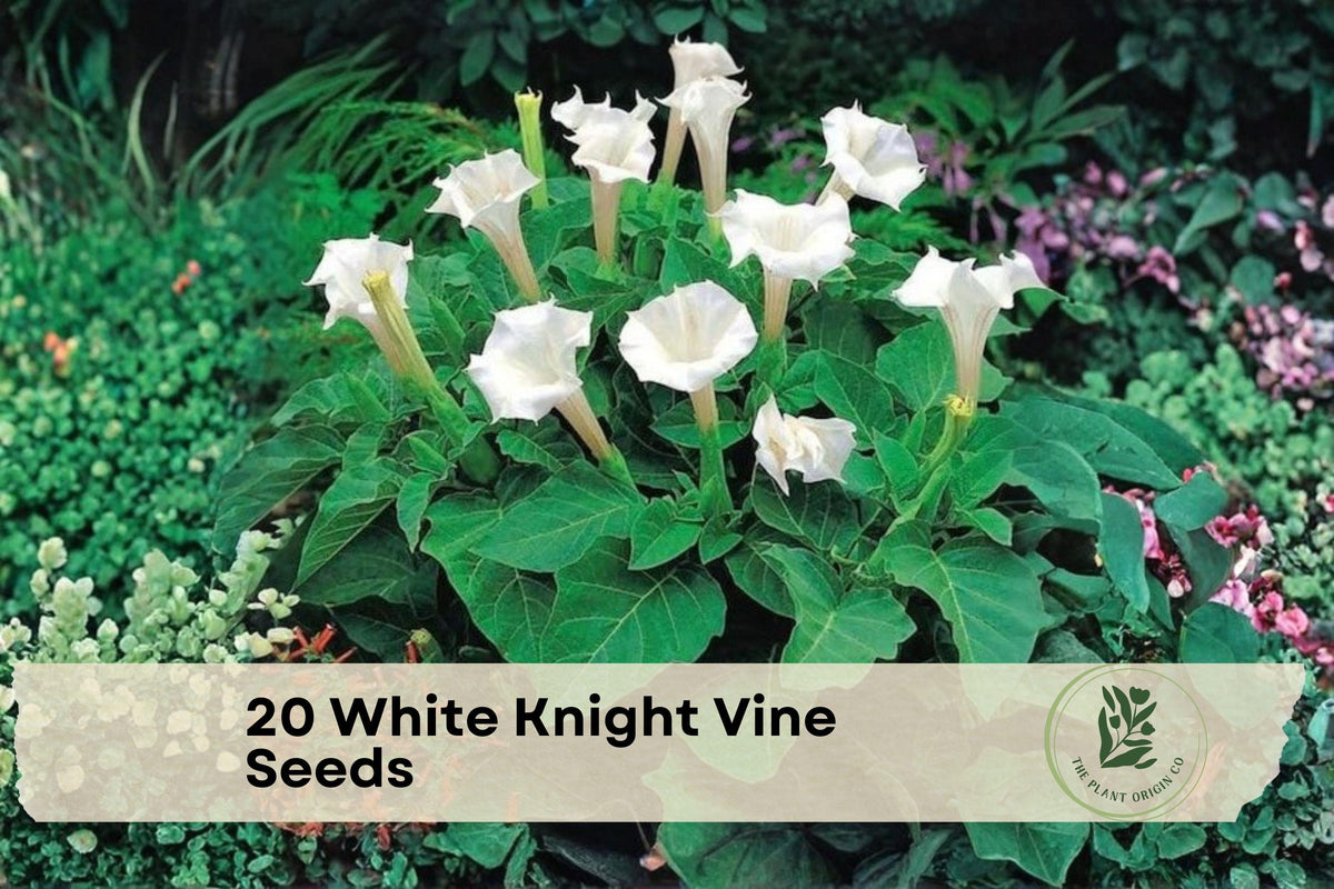 White Knight Vine Seeds, Moonflower, Night Blooming Climber, Ipomoea alba, Exotic White Flowers for Night Gardens