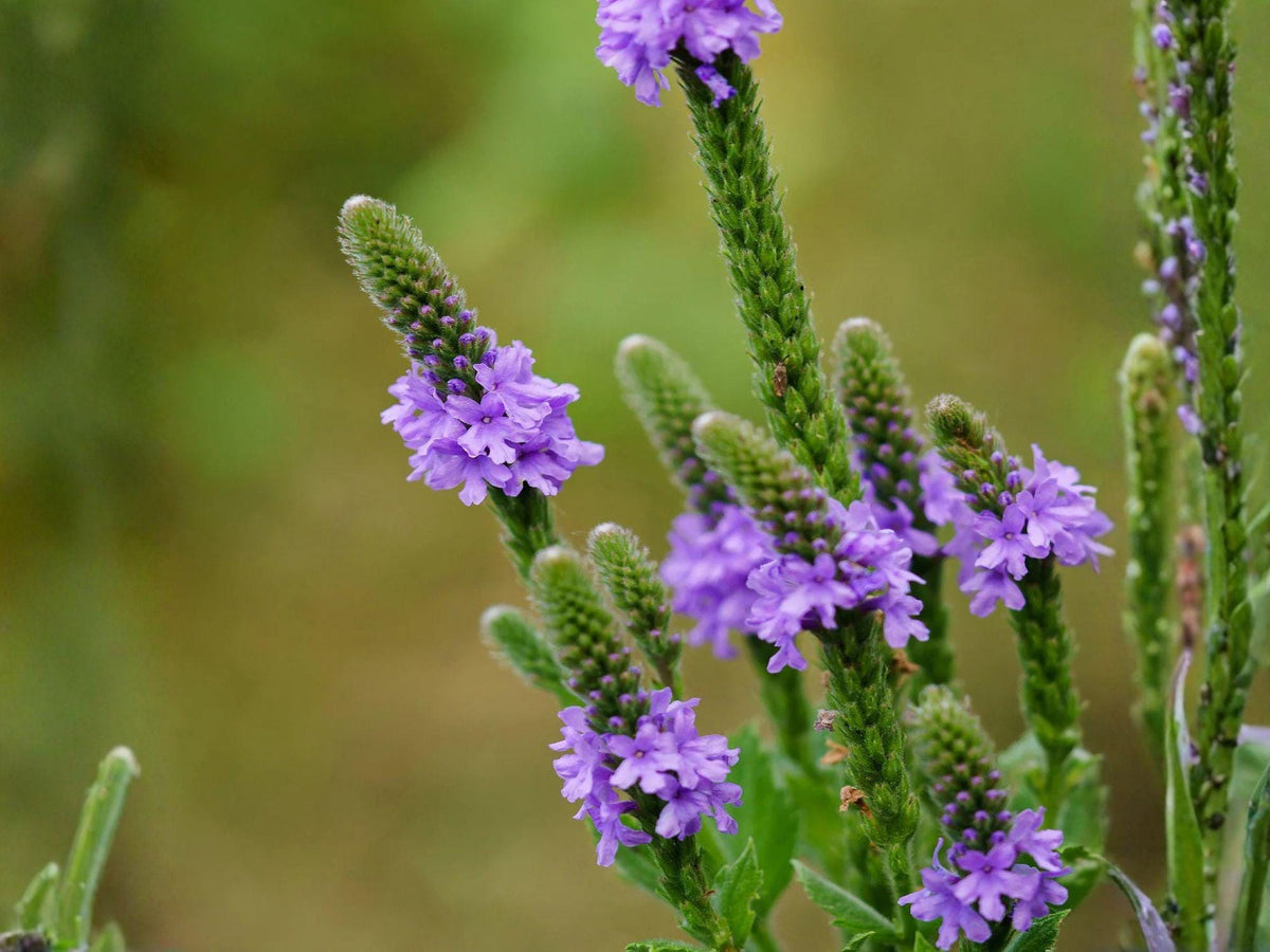 Hoary Vervain Seeds – Native Prairie Wildflower, Lavender-Purple Blooms, Attracts Pollinators, Verbena stricta, 100 Seeds