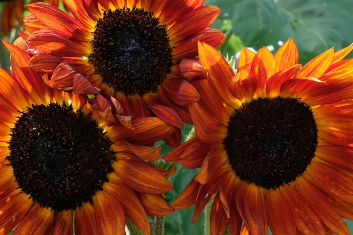 Autumn Beauty Sunflower Seeds – Tall Mixed Color Blooms for Gardens and Bouquets, Helianthus annuus
