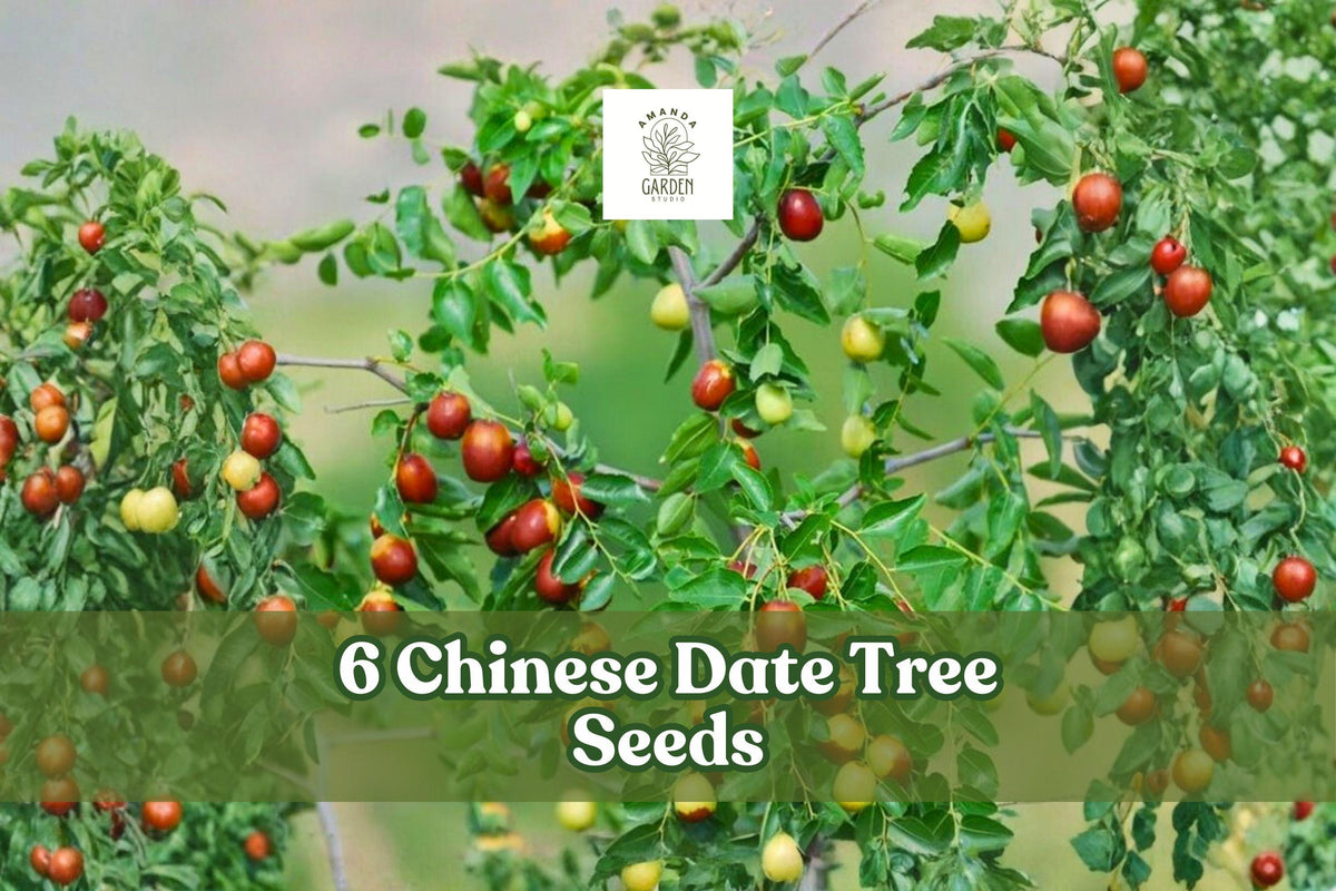Chinese Date Tree Seeds – Ziziphus jujuba, Deciduous Fruit Tree for Garden or Orchard, 6 Seeds