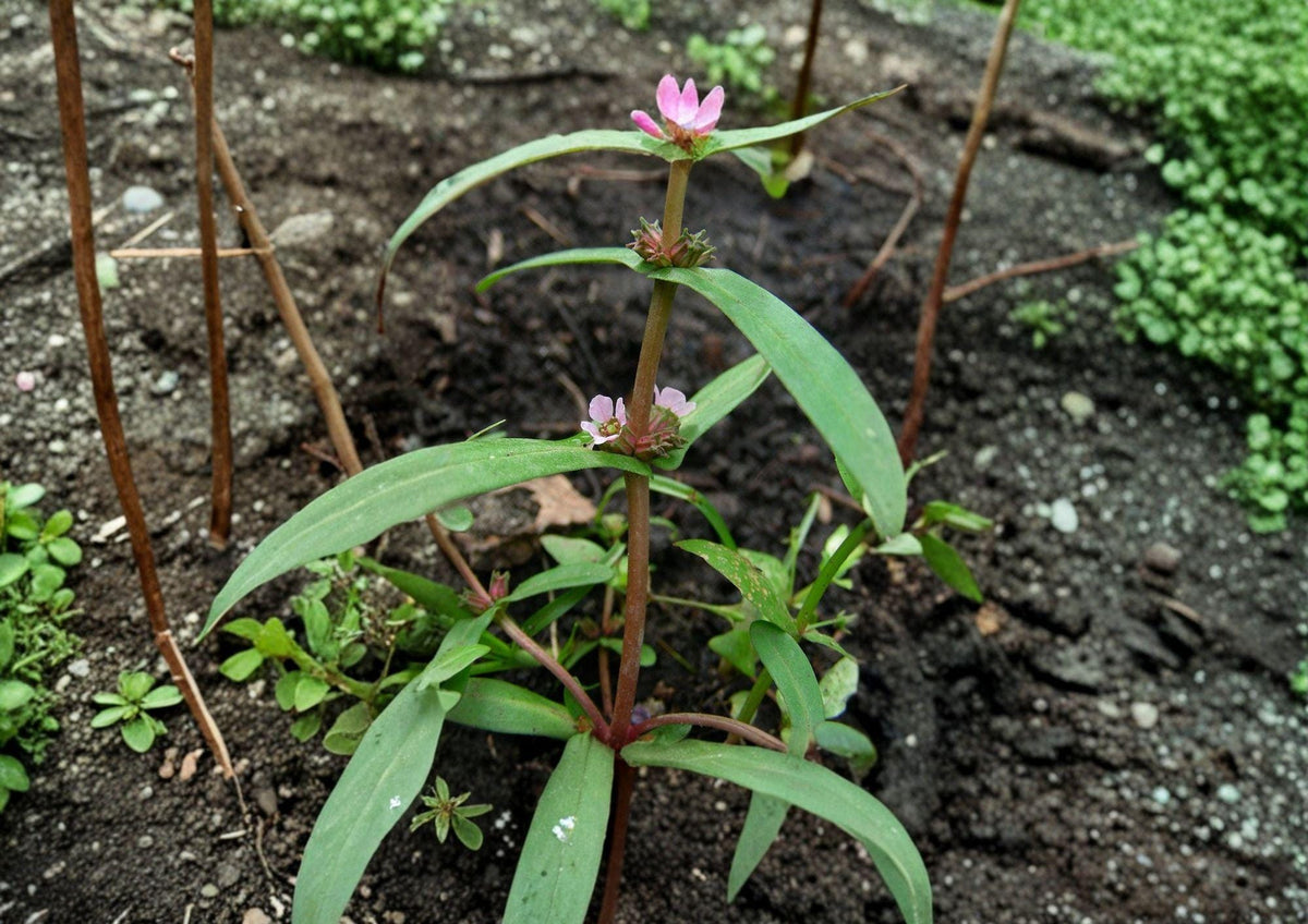 Scarlet Toothcup Seeds – Native Wetland Annual, Vibrant Red Stems & Crimson Flowers – Ammannia coccinea, Pollinator-Friendly Plant (1000 Seeds)