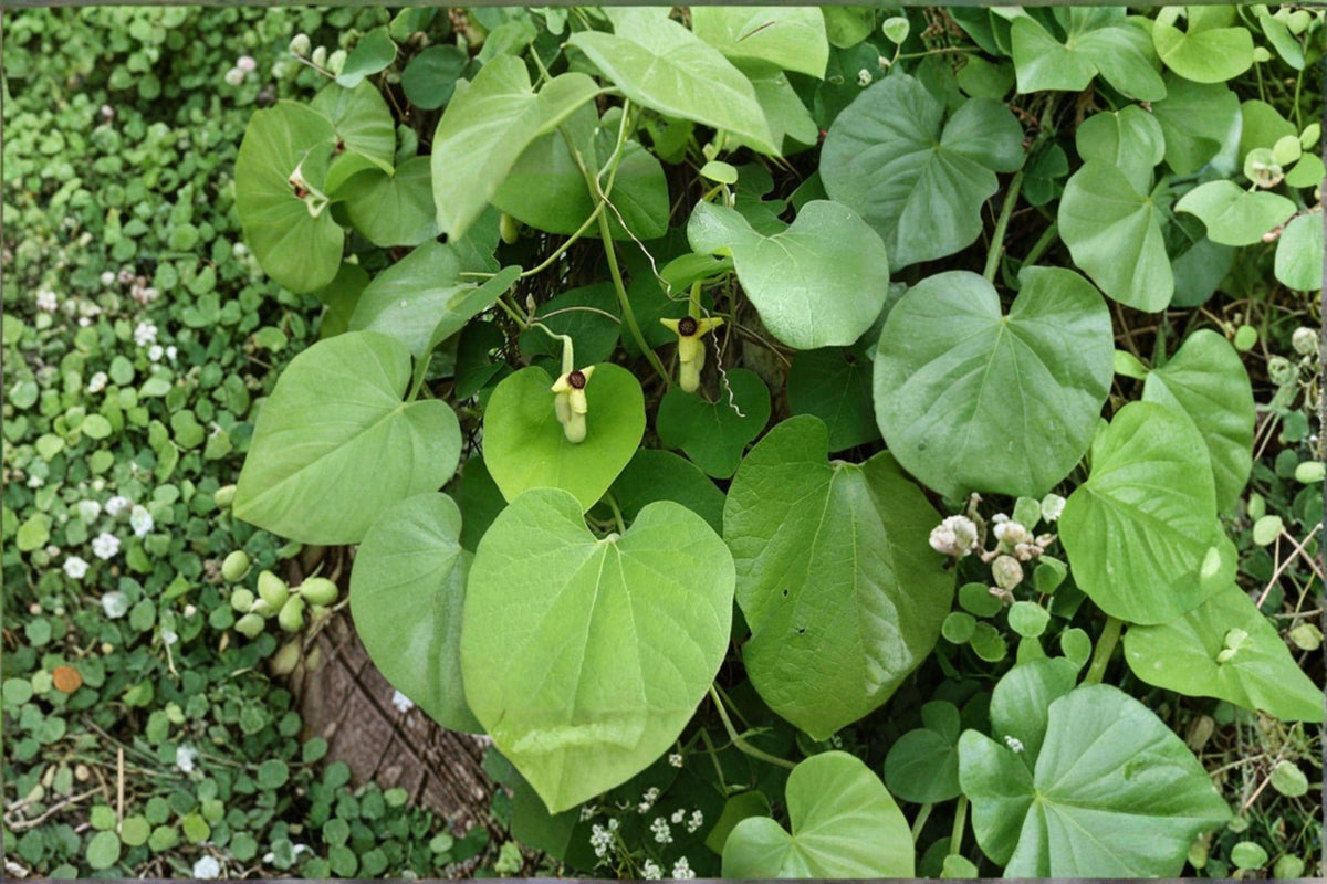 Dutchman's Pipevine Seeds – Aristolochia tomentosa, Native Butterfly Vine, Climbing Vine for Arbors & Fences, 10 Seeds