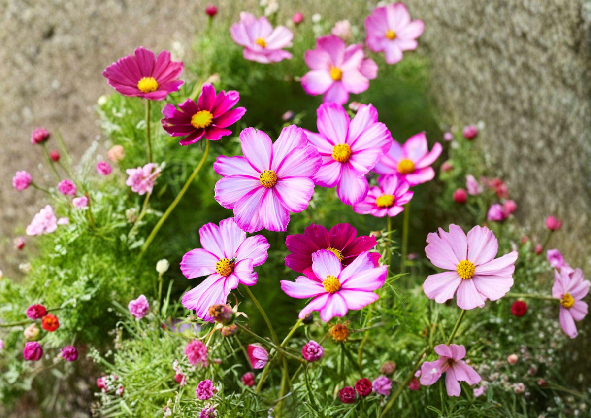 Cosmos Picotee Seeds – Bicolor Daisy Flowers, Annual Garden Flower, 100 Seeds