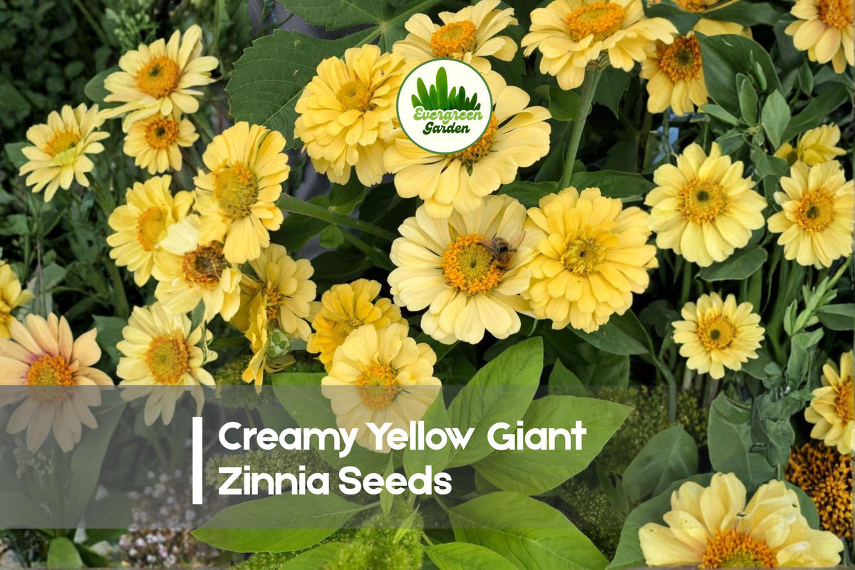 Creamy Yellow Giant Zinnia Seeds – Large Soft-Yellow Blooms, Butterfly Attractant, Zinnia elegans, 100 Seeds