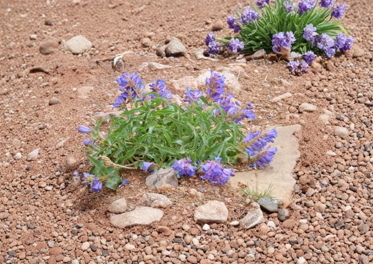 Penstemon Cyanocaulis Bluestem Beardtongue Seeds – 50 Native Wildflower Seeds for Blue Purple Blooms, Drought Tolerant Perennial, Pollinator Friendly