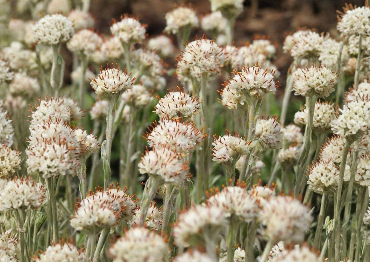 Prairie Pussytoes Seeds - Native Ground Cover, Drought Tolerant Wildflower, Antennaria neglecta, 100 Seeds