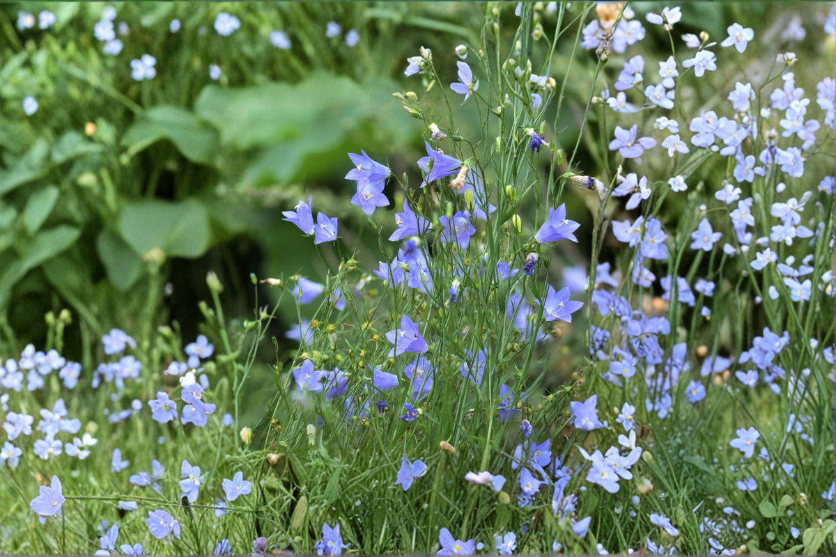 Harebells Seeds - 100 Campanula rotundifolia Blue Bellflower Wildflower Seeds for Cottage, Rock & Natural Gardens