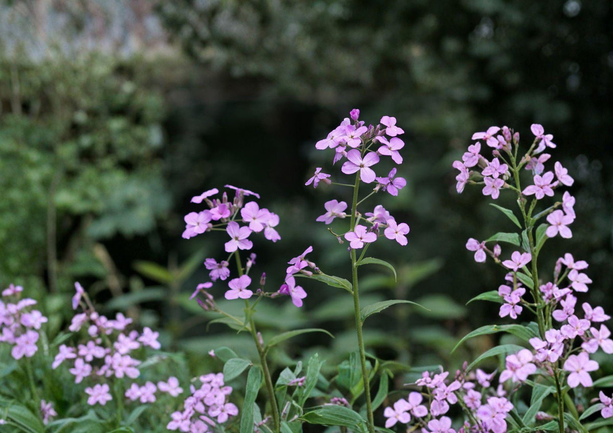 Dames Rocket Seeds – Fragrant Purple White Flowers for Cottage Garden, Hesperis matronalis, Pollinator Friendly, Easy to Grow