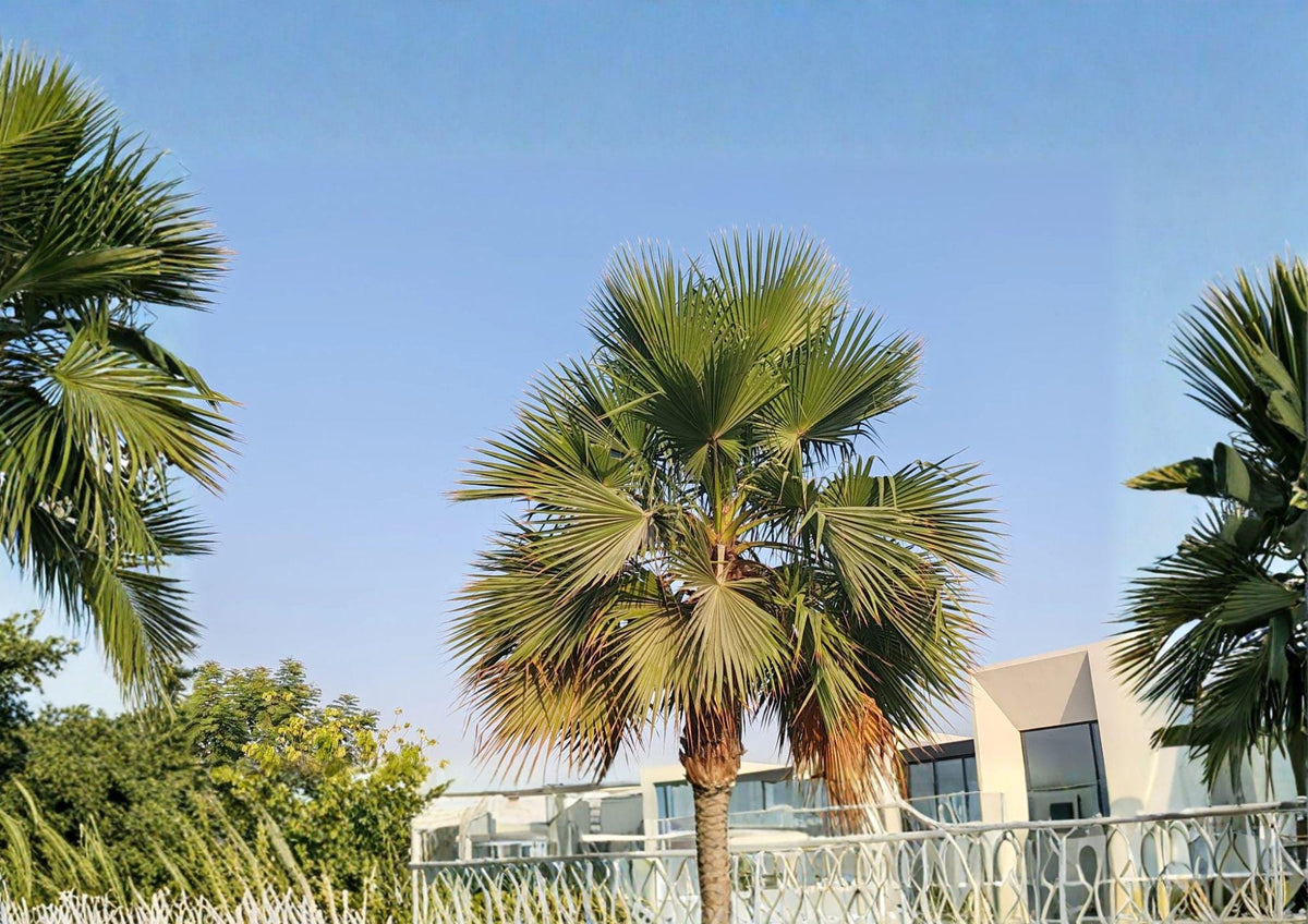 California Fan Palm Seeds – Hardy Desert Palm for Mediterranean & Arid Climates – Washingtonia filifera, Drought-Tolerant, Outdoor & Container Growing