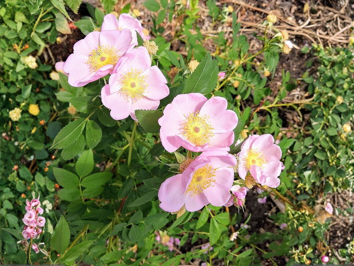 Swamp Rose Seeds – Rosa palustris Native Wetland Shrub for Rain Gardens, Pond Edges, Wildlife Gardens, 30 Seeds