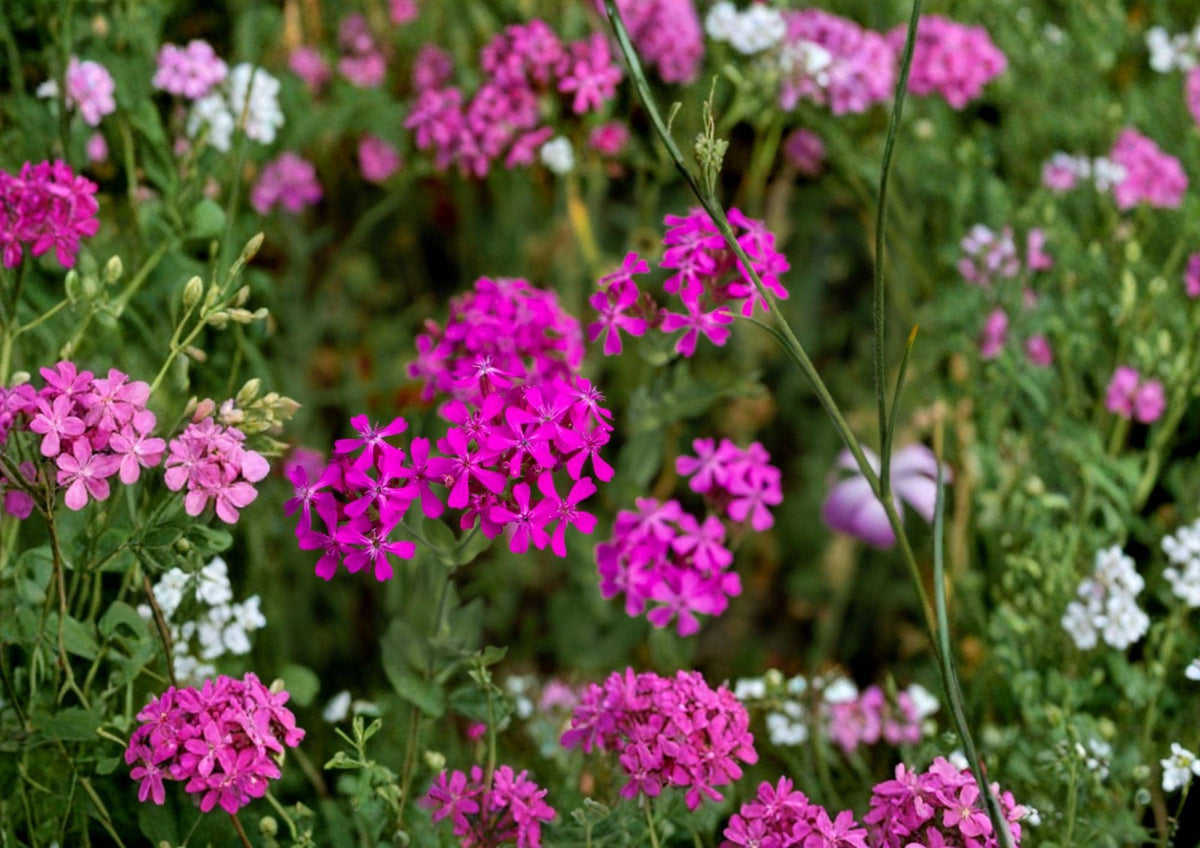 Catchfly Flower Seeds – 100 Pink Sweet William (Silene armeria) for Cottage Gardens, Borders & Wildflower Plantings