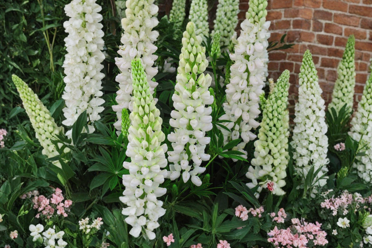 Russell White Lupine Seeds – Perennial Flower Seeds for Gardens, Lupinus polyphyllus, White Flower Spikes, Pollinator-Friendly, 20 Seeds