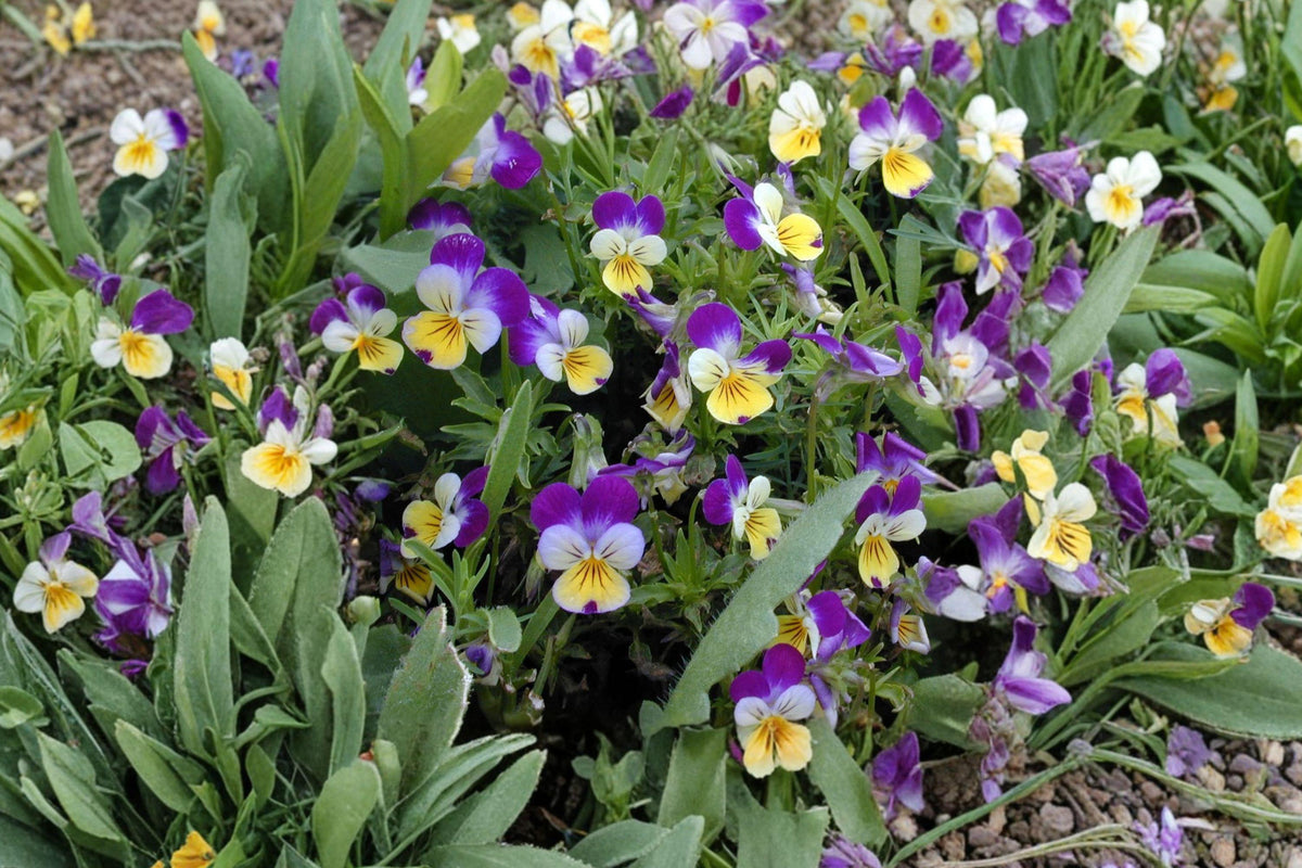 Johnny Jump Up Seeds – Viola Tricolor, Colorful Pansy Wildflower, Cool-Season Flower, Edging & Container Plant, 100 Seeds