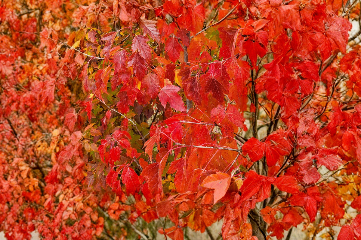 Amur Maple Seeds – Acer ginnala Ornamental Tree with Bright Red Fall Foliage, Hardy Shrub for Gardens & Landscaping