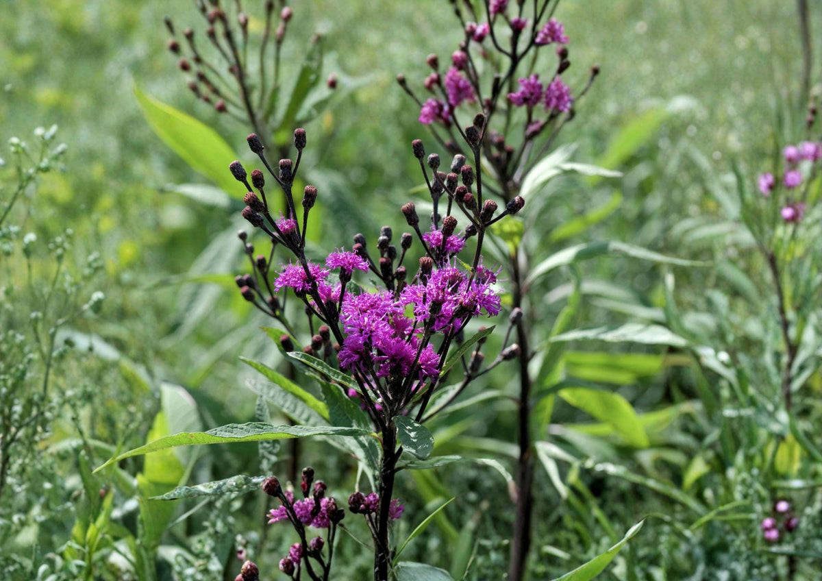 Giant Ironweed Seeds – Vernonia gigantea, Purple Native Wildflower, Pollinator Attracting Perennial, 100 Seeds