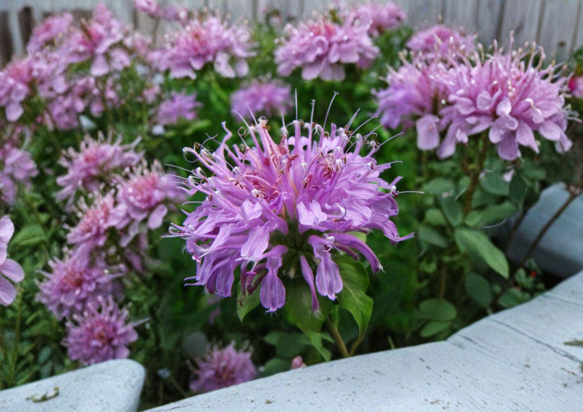 Wild Bergamot Seeds - Monarda fistulosa, Lavender Purple Pollinator Prairie Wildflower, Native Bee Balm, Perennial Seed Pack