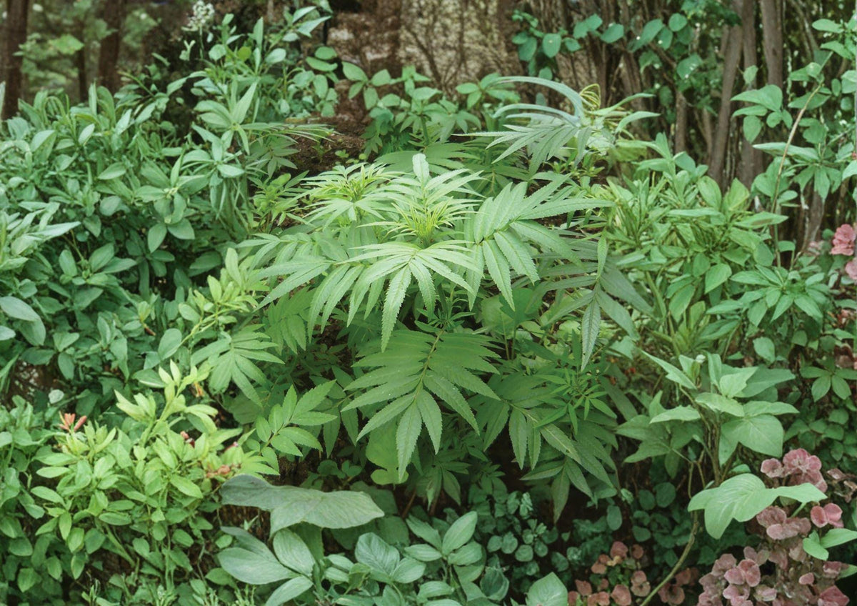 Huacatay Seeds - Black Mint, Peruvian Culinary Herb, Aromatic Foliage, Pollinator Friendly, Tagetes minuta, 100 Seeds