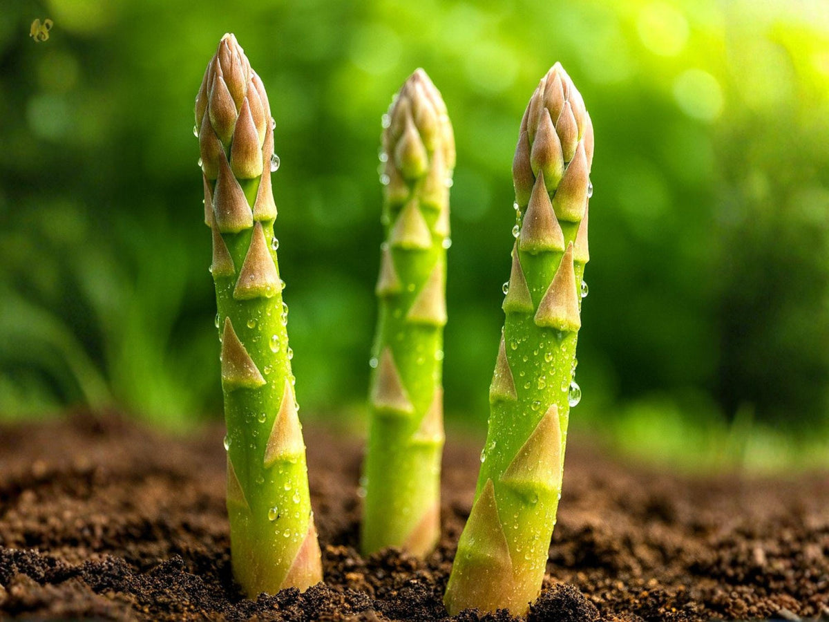 Mary Washington Asparagus Seeds | Heirloom Vegetable Garden Plant | Non-GMO Perennial Edible Garden Seeds