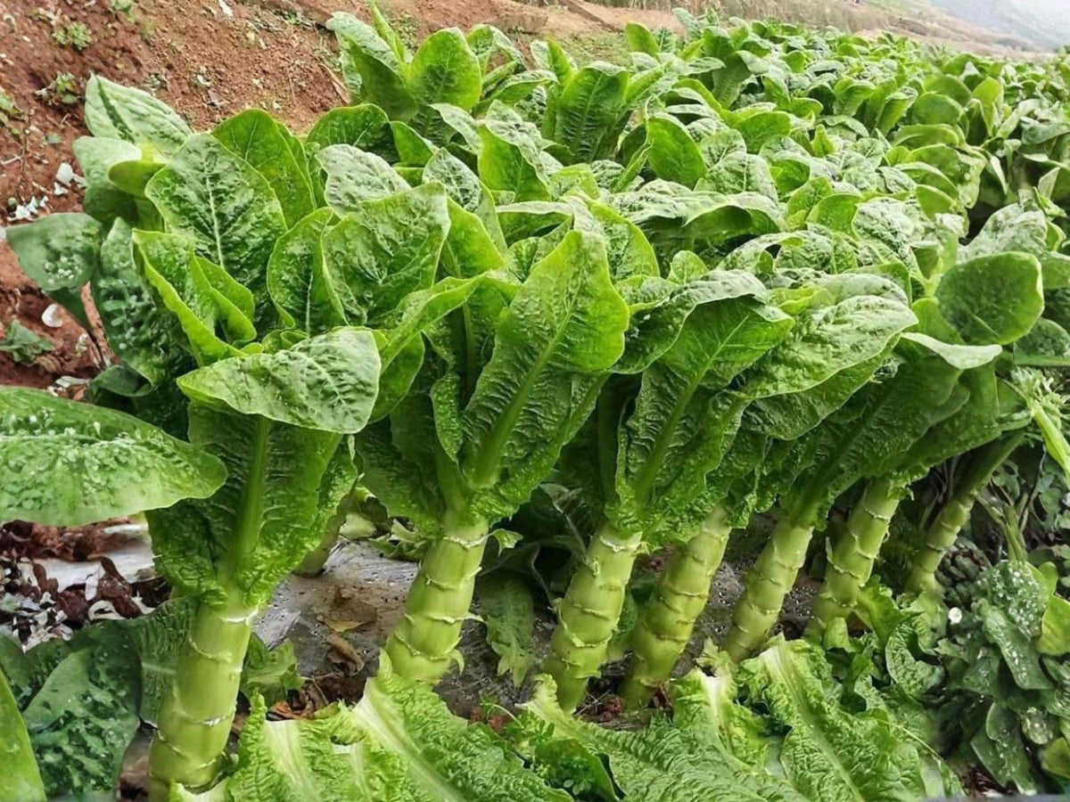 Asparagus Lettuce Seeds | New Yu Mai Celtuce Heirloom Non-GMO Edible Stem & Greens 200 Seeds