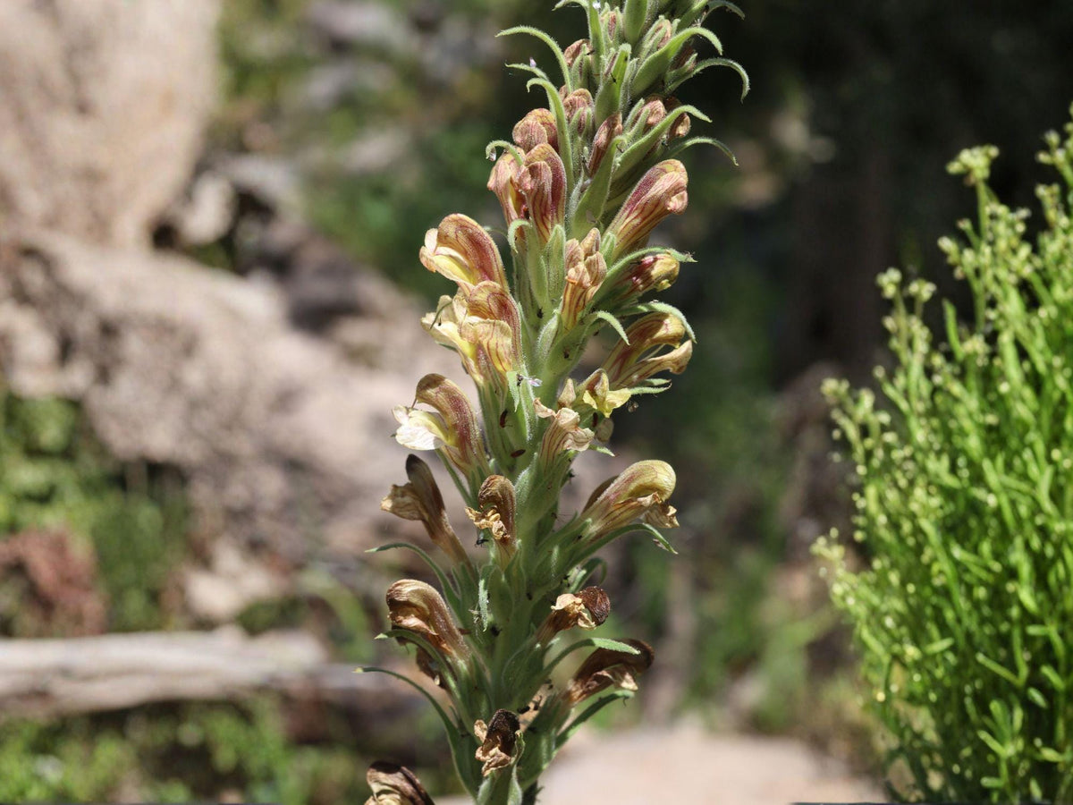 Pedicularis Procera Seeds – Tall Prairie Perennial Wildflower for Native Gardens & Pollinator Habitats