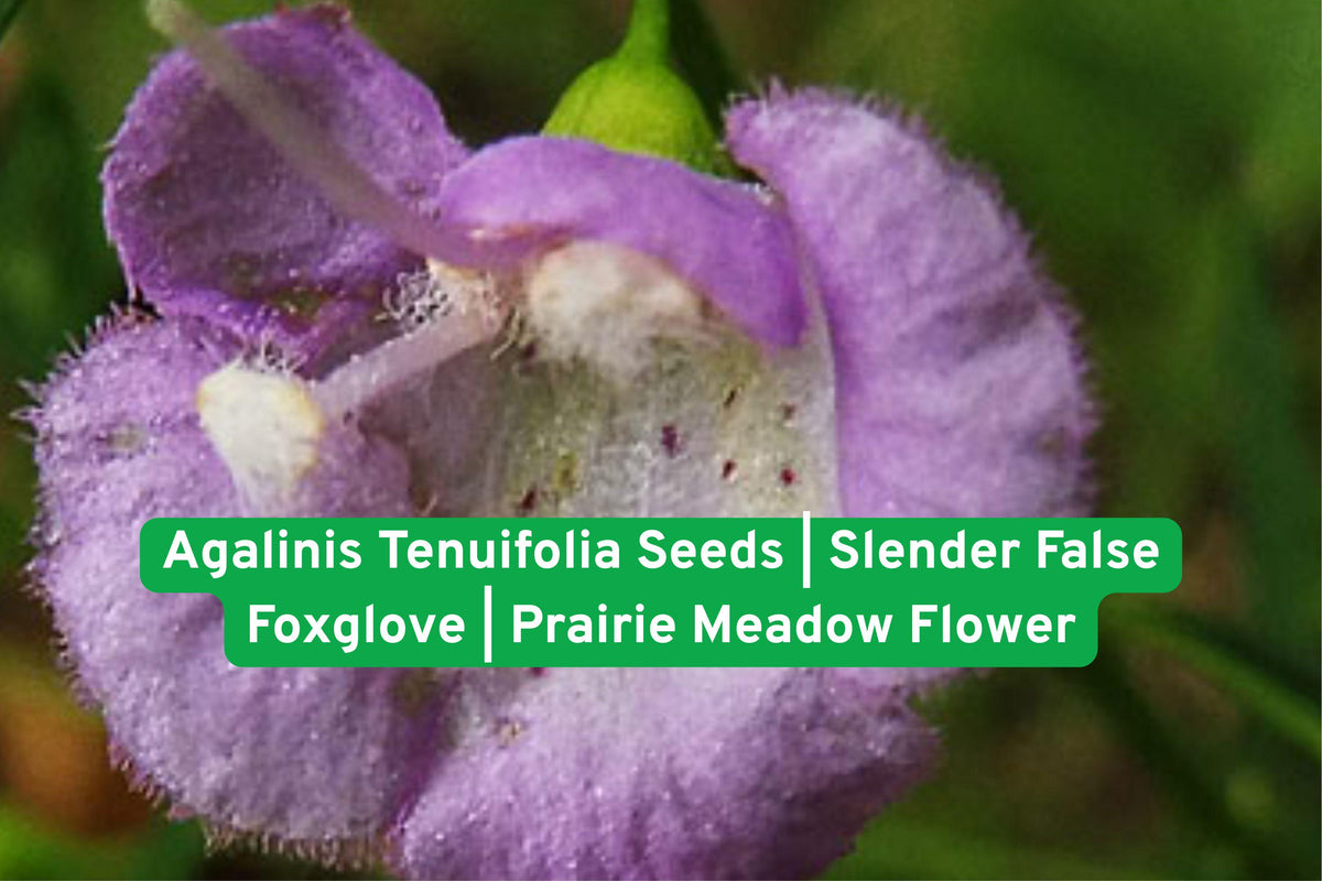 Agalinis Tenuifolia Seeds | Slender False Foxglove Wildflower for Prairie Gardens & Meadows | Native Pollinator Plant