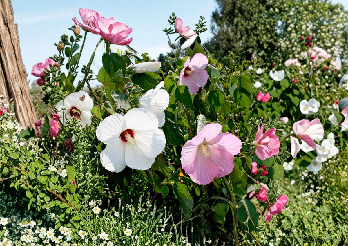 Swamp Rose Mallow Seeds – 30 Native Hibiscus moscheutos Perennial with Large Pink and White Flowers for Wetlands and Rain Gardens