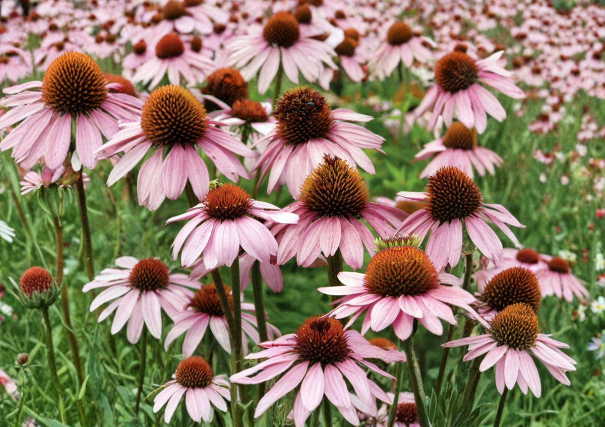 Purple Coneflower Seeds – 100 Native Perennial Flower Seeds for Garden, Echinacea purpurea, Bee & Butterfly Attractant