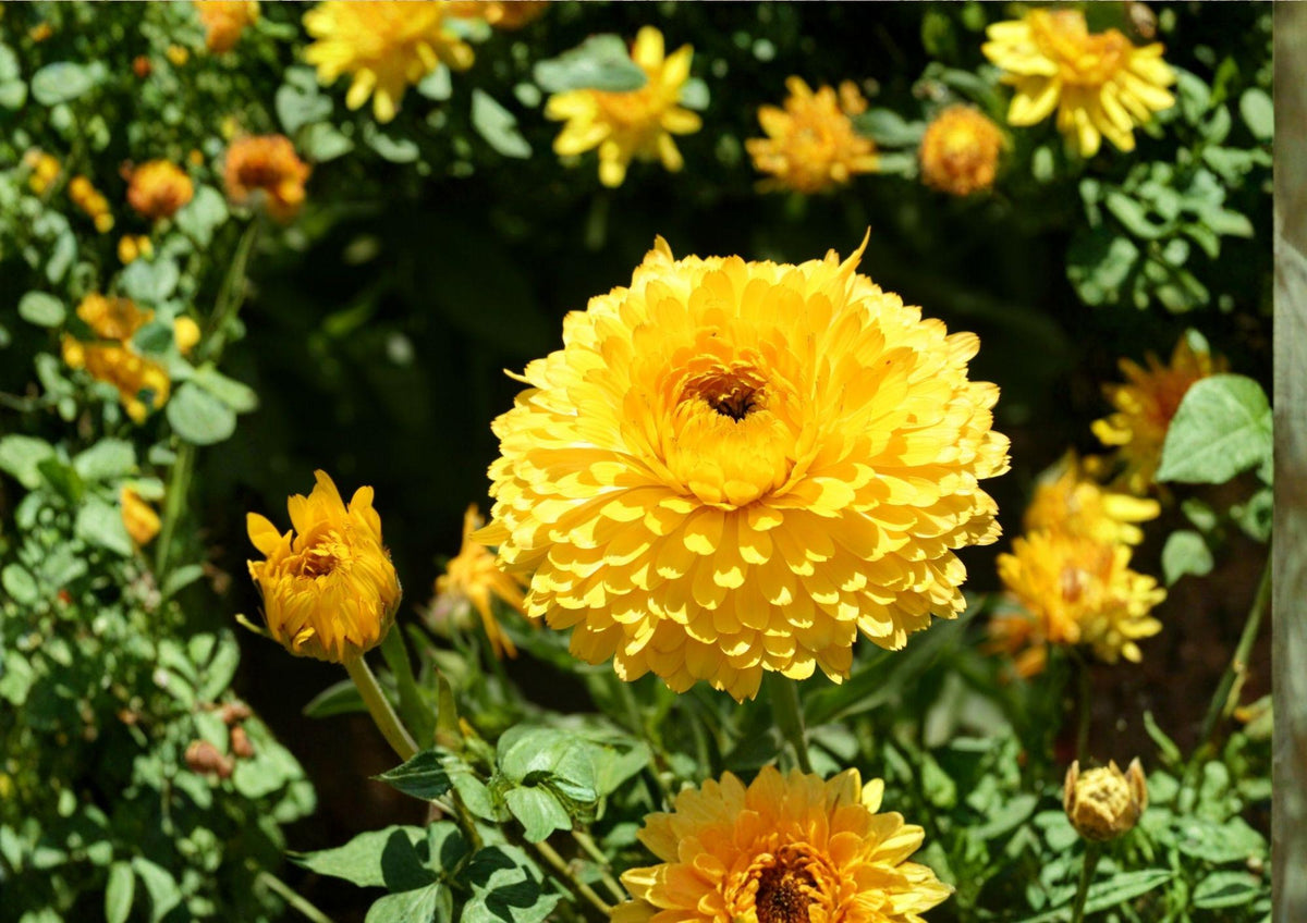 Calendula Pacific Beauty Seeds – Dark Yellow Pot Marigold Flowers, 100 Premium Seeds, Bright Golden Blooms, Easy to Grow, Attracts Pollinators