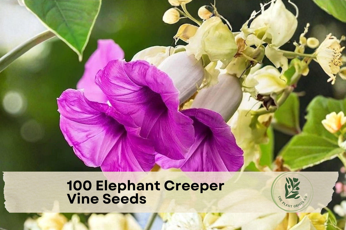 Elephant Creeper Vine Seeds, Fast-Growing Climbing Plant for Fences & Trellises, Tropical Ornamental Vine, Lush Green Foliage