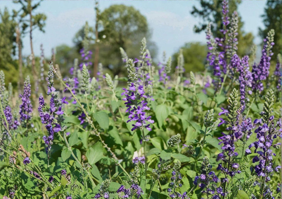 Blue Sage Seeds - Salvia Farinacea, Pollinator-Friendly Flowering Plant for Gardens and Containers