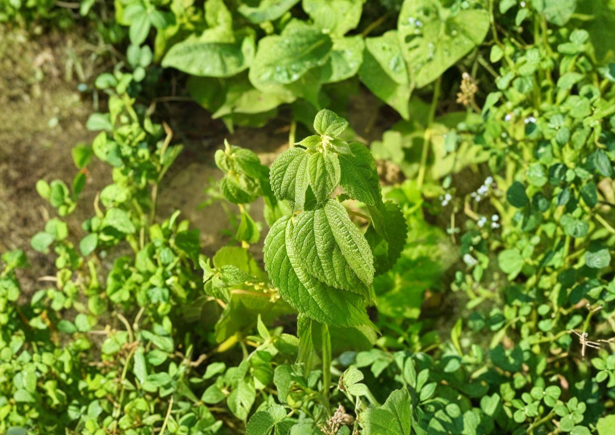 Boehmeria Cylindrica Seeds – Smallspike False Nettle for Shade Gardens, Woodland & Wetland Edges, Native Perennial Seed