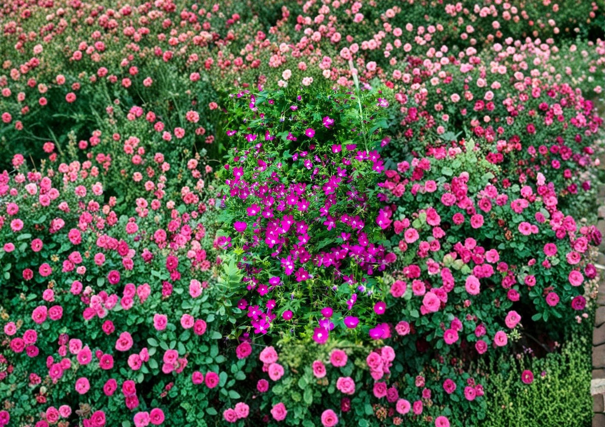 Purple Poppy Mallow Seeds – Drought Tolerant Native Perennial with Vibrant Purple Cup Flowers, Callirhoe involucrata, for Borders & Wildflower Gardens