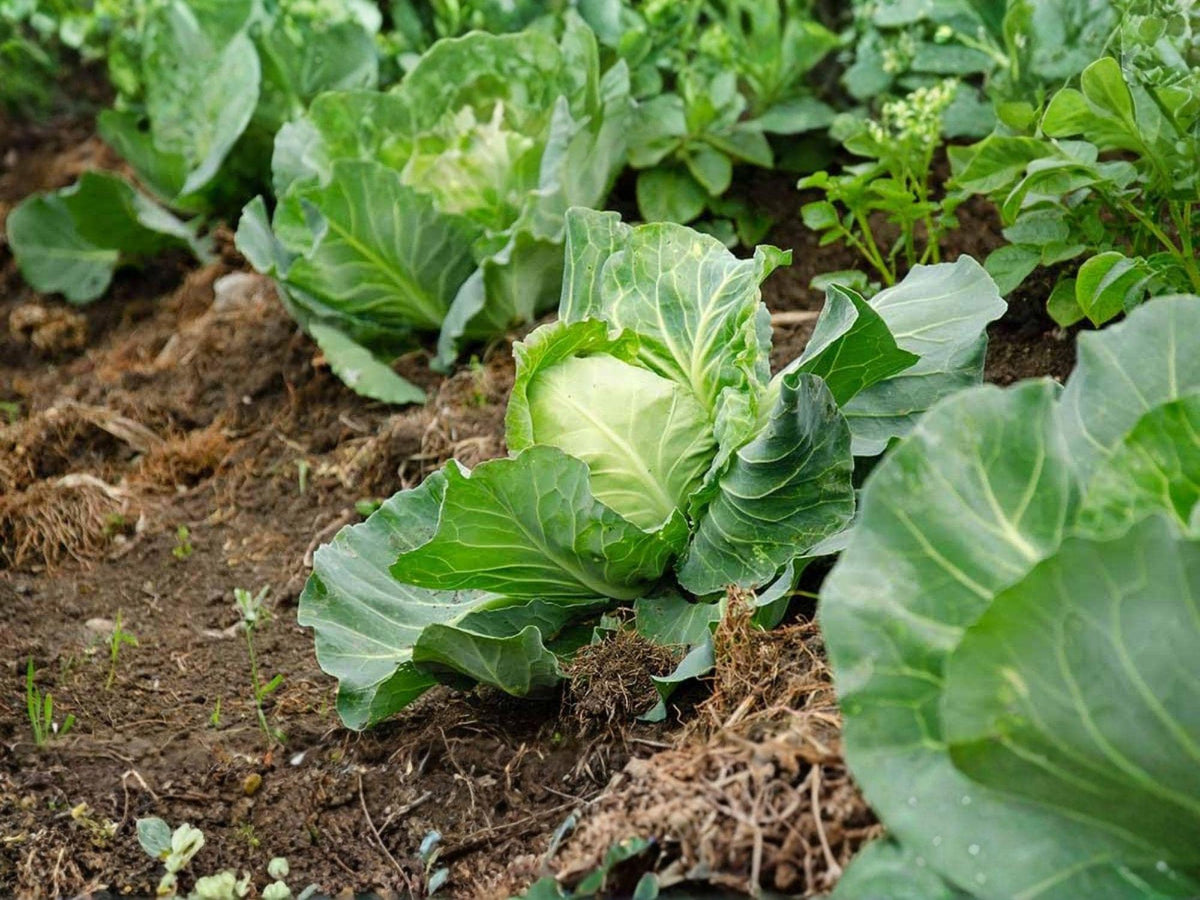 Copenhagen Market Cabbage Seeds – 500 Heirloom Vegetable Seeds for Early Harvest, Compact Round Heads, Cool-Season Crop