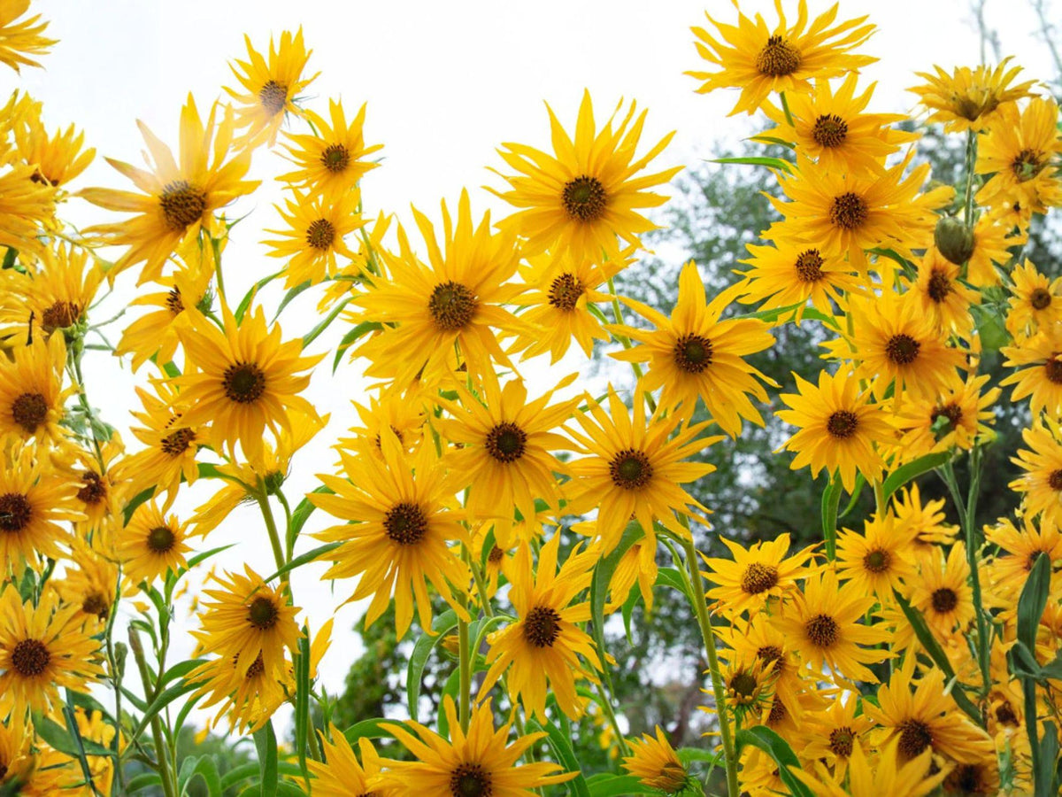 Helianthus maximiliani Seeds – Native Tall Sunflower for Prairie Gardens, Pollinator Habitat & Wildlife Gardens