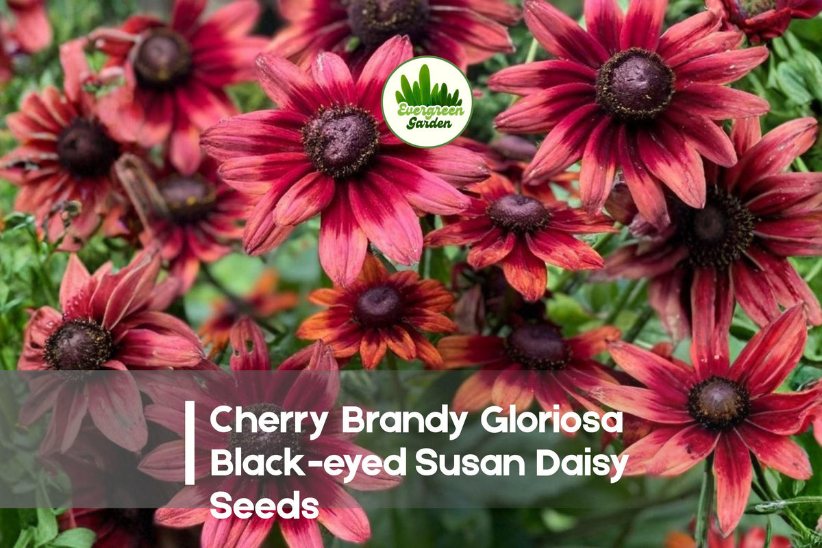 Cherry Brandy Gloriosa Black-Eyed Susan Seeds, Rudbeckia hirta, Deep Red Blooms, Pollinator-Friendly, Annual, 200+ Seeds