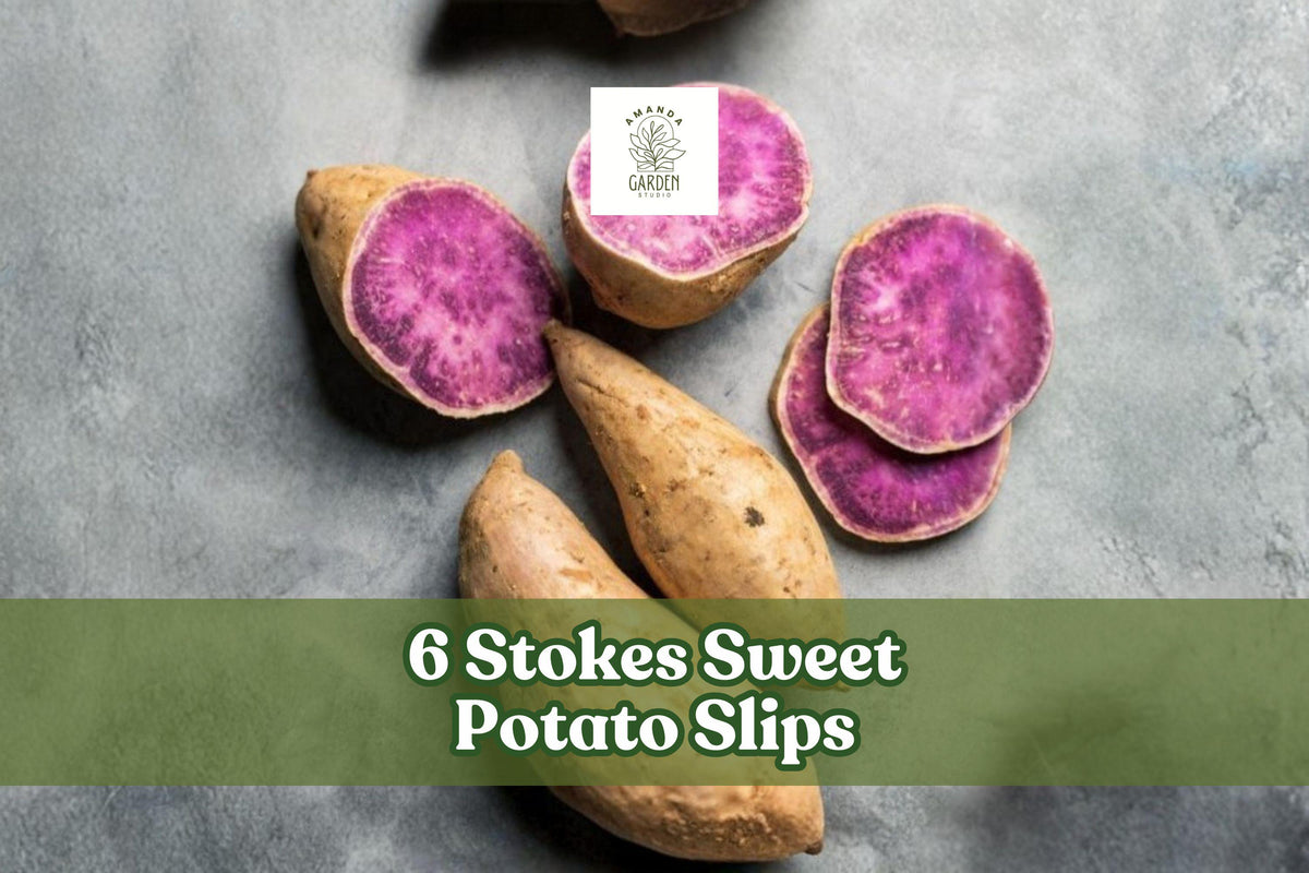 6 Stokes Sweet Potato Slips – Purple-Fleshed Ipomoea batatas, Warm-Season Vegetable, Garden Bed or Raised Bed Plant