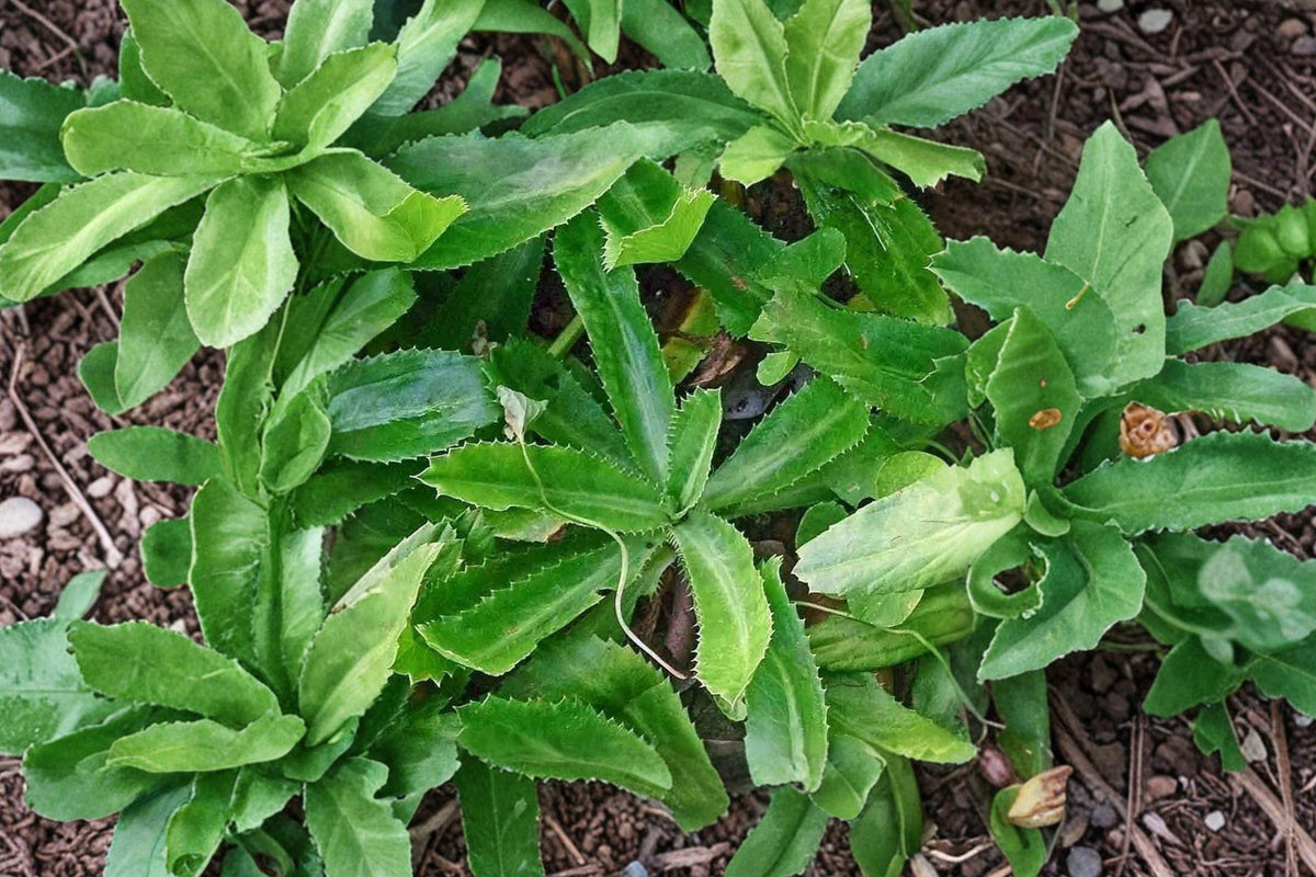 Culantro Seeds - Vietnamese Recao Herb, Eryngium foetidum, Aromatic, Heat Tolerant, 100 Seeds for Soups, Pho, Curry, Herb Garden
