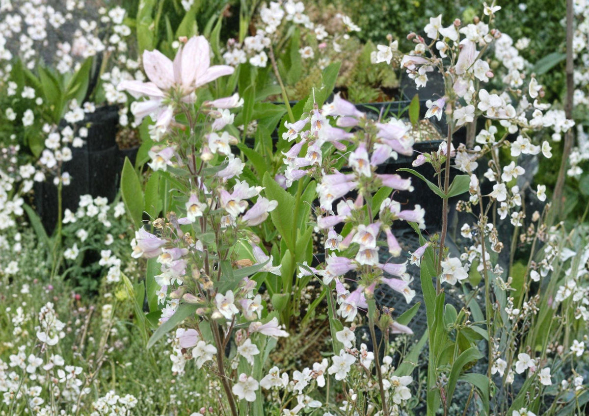Penstemon Gracilis Seeds – Native Perennial with Purple Blue Tubular Flowers, Drought Tolerant, Pollinator-Friendly, Rock Garden Plant
