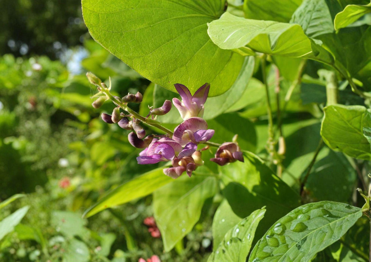 Wild Kidney Bean Seeds – Native Climbing Vine, Edible Pods, Phaseolus polystachios, Woodland Garden Plant, Perennial Vine Seeds