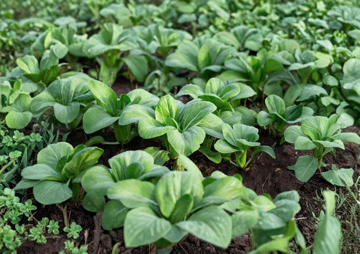 Pak Choi Seeds Taisai Bok Choi Asian Greens 500 Seeds, Cool-Season Leafy Vegetable for Home Gardens