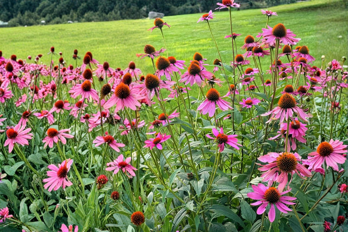 Purple Coneflower Seeds (100) – Echinacea purpurea – Perennial Wildflower for Pollinator Gardens