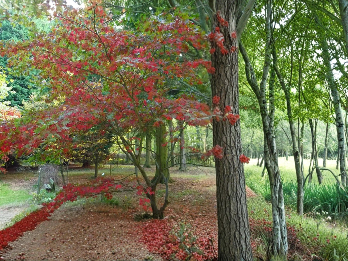 Green Barked Maple Seeds – Acer grosseri, Rare Ornamental Landscape Tree, Striped Bark, Deciduous Tree, 10 Seeds
