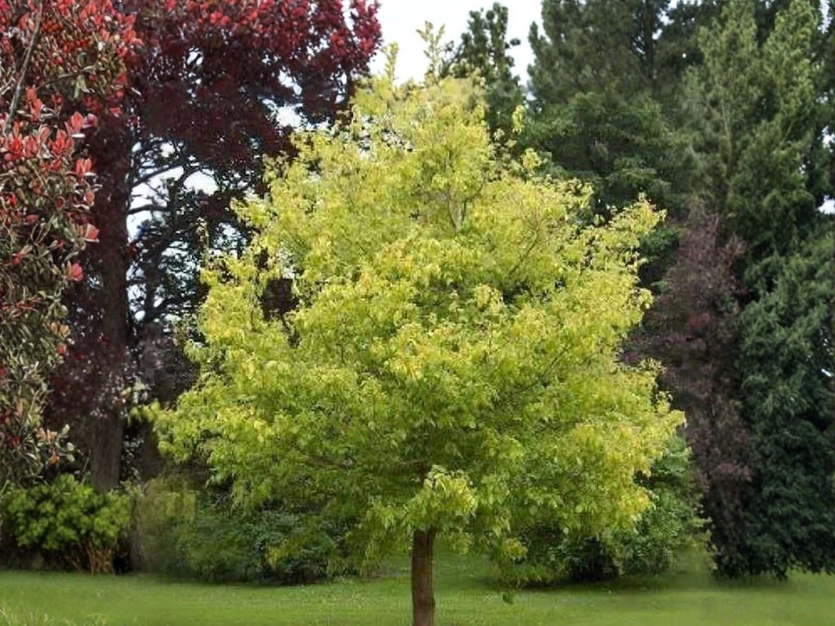 Boxelder Maple Seeds (10) – Acer negundo – Hardy Fast-Growing Shade Tree for Landscaping and Windbreaks