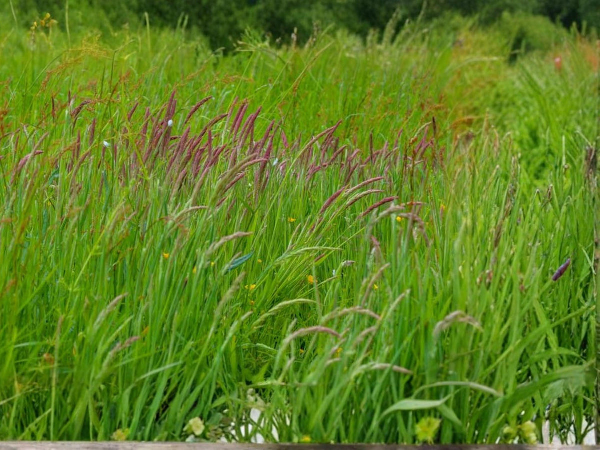 Sweet Vernal Grass Seeds – 300 Pack – Fragrant Meadow Grass Anthoxanthum odoratum for Pasture & Natural Landscaping
