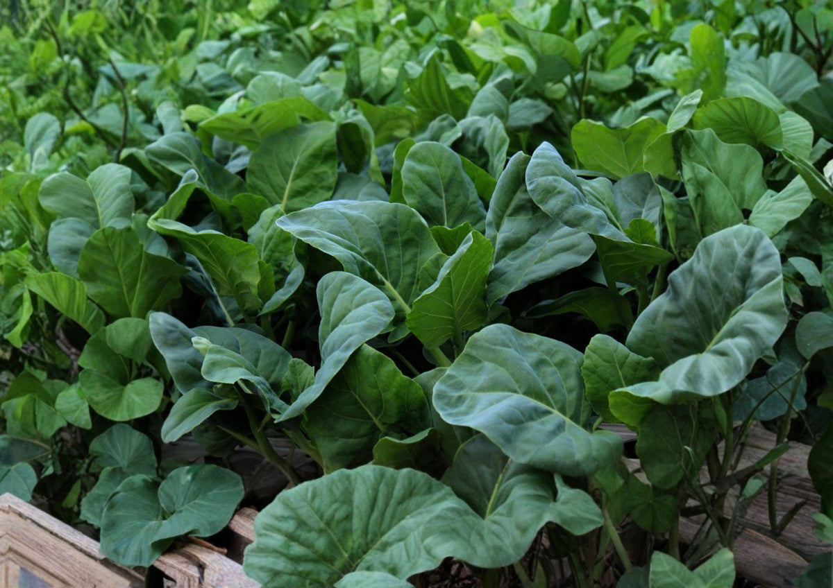 Wan Shen Kailan Seeds - Chinese Broccoli, Tender Stems, 300 Seeds, Asian Greens, Cool-Season Vegetable, Edible Stems & Leaves