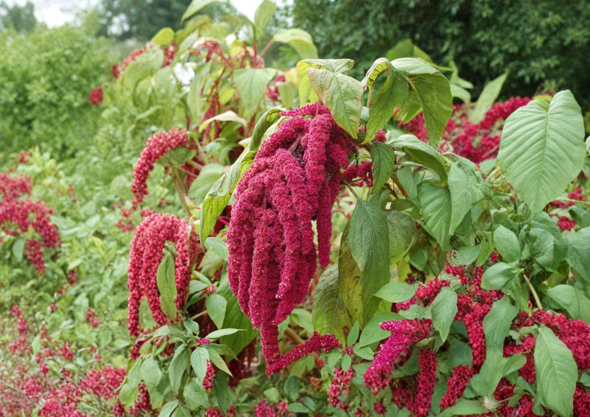Love Lies Bleeding Seeds – 100 Count, Red Trailing Flower Tassels, Amaranthus caudatus, Ornamental Annual for Borders & Arrangements