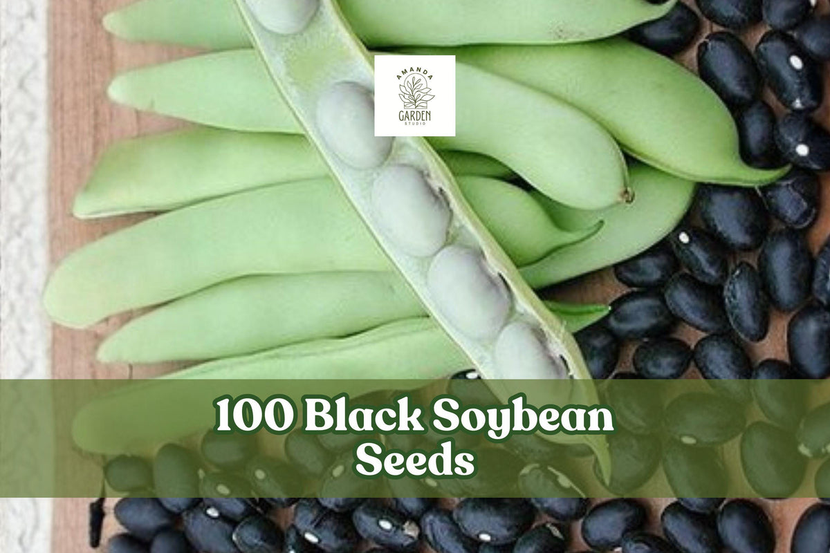 Black Soybean Seeds – Glycine max for Sprouting & Garden Planting, 100 Non-GMO Black Soybean Seeds