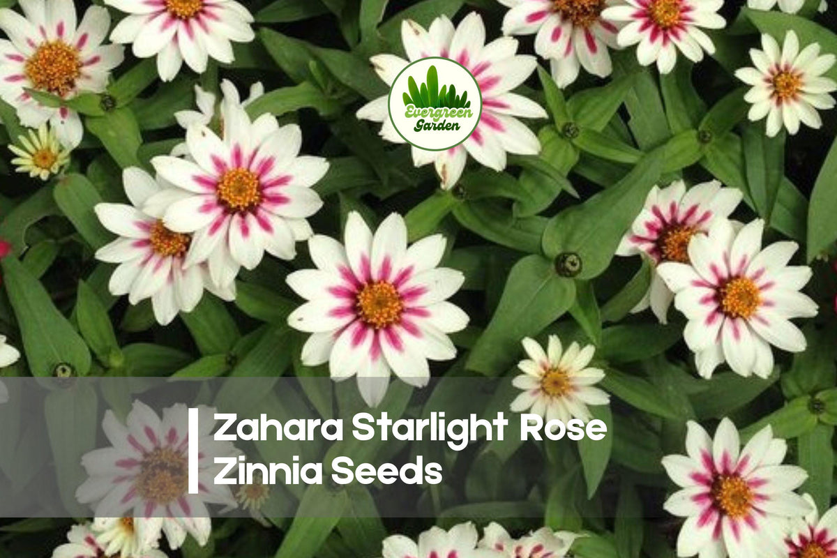 Zinnia Seeds Zahara Starlight Rose Bi-Color White & Rose Zinnia marylandica, 100 Seeds