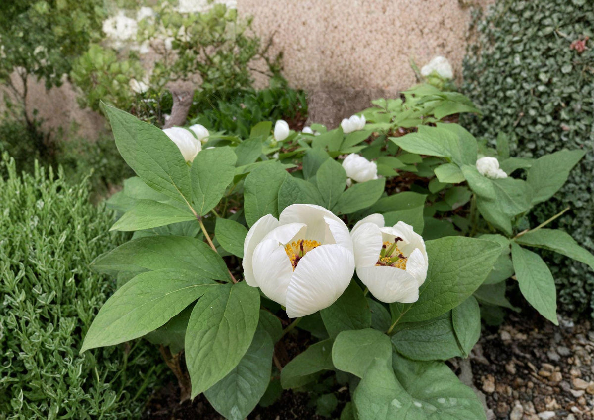 Paeonia Japonica Seeds – Rare Woodland Peony, White Spring Flowers, Shade-Loving Perennial, Japanese Peony, Ornamental Garden Plant